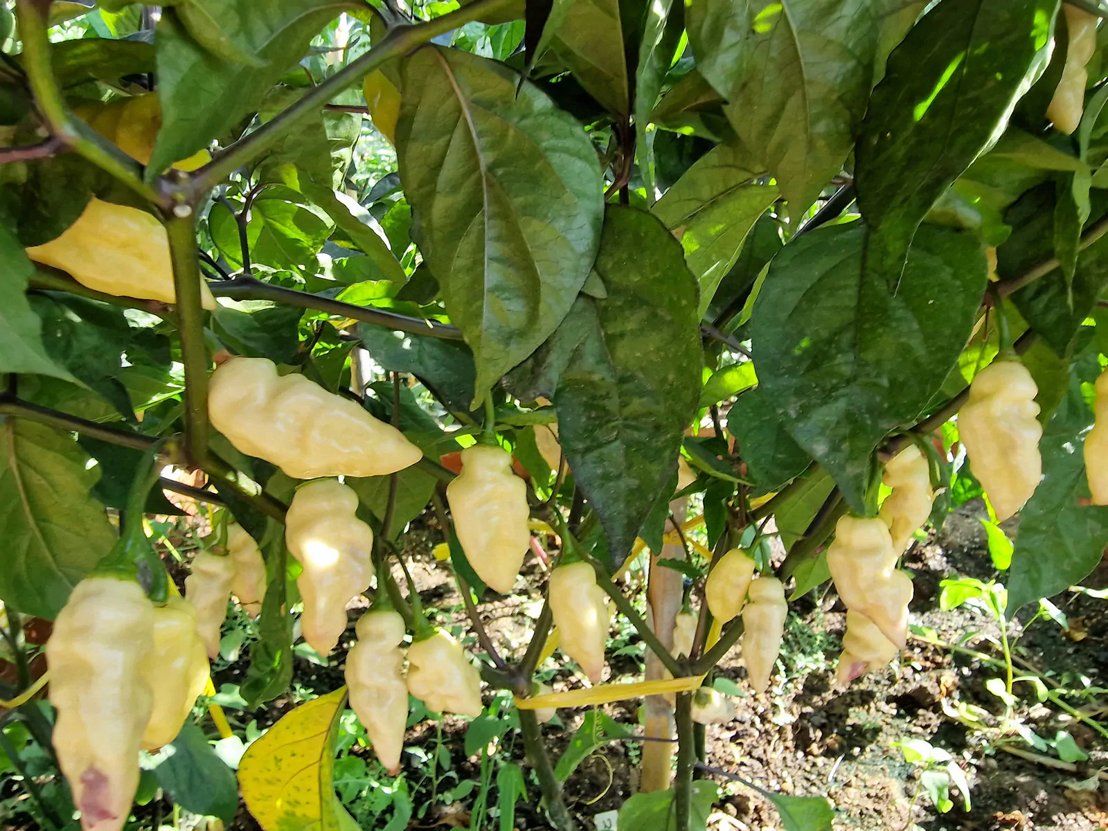 Bhut Jolokia Surprise Cream Chilli Seeds