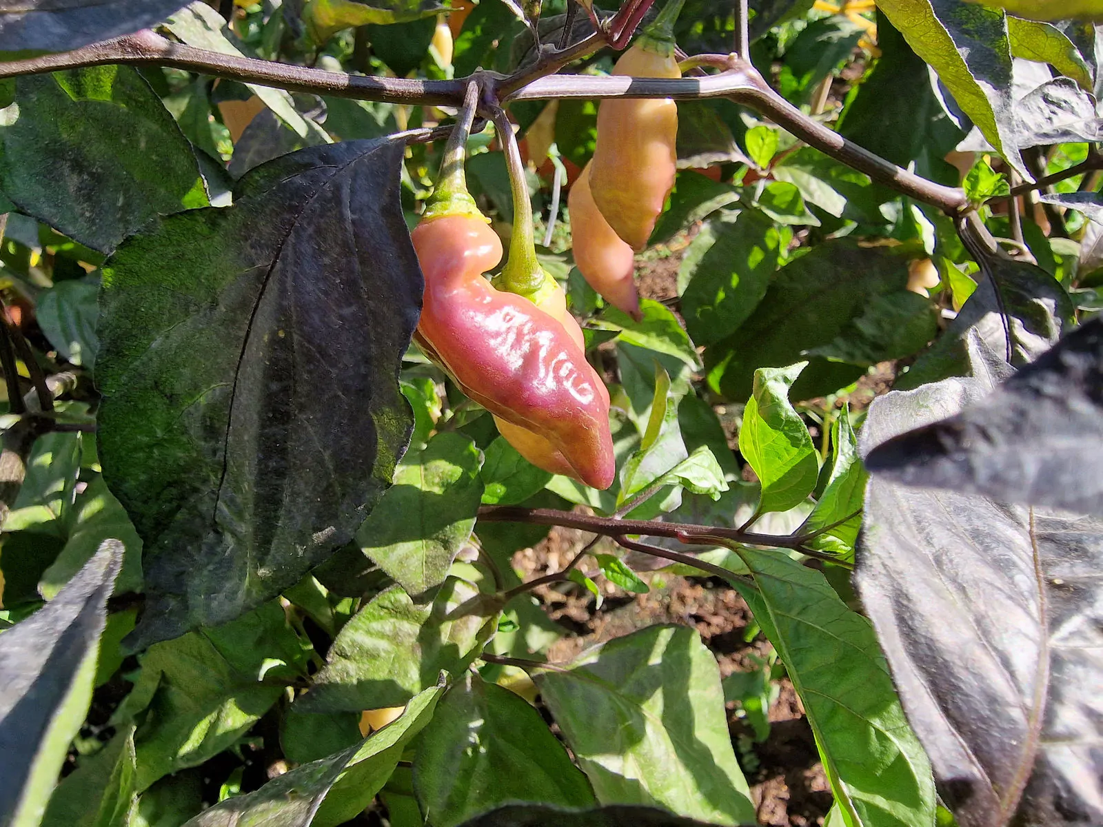 Bhut Jolokia Surprise Cream Chilli Seeds - Image 3