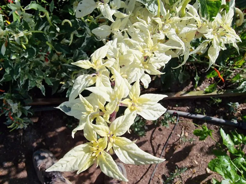 Uchu Cream Chilli Seeds - Image 11