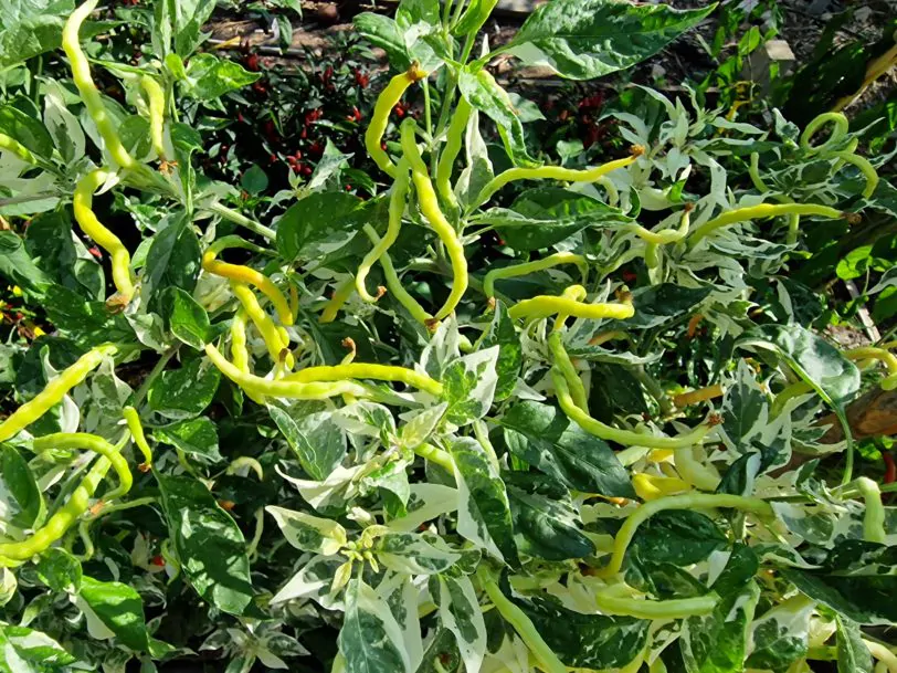 Uchu Cream Chilli Seeds - Image 5