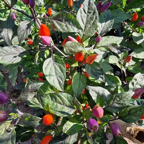 Dream Catcher Chilli Seeds