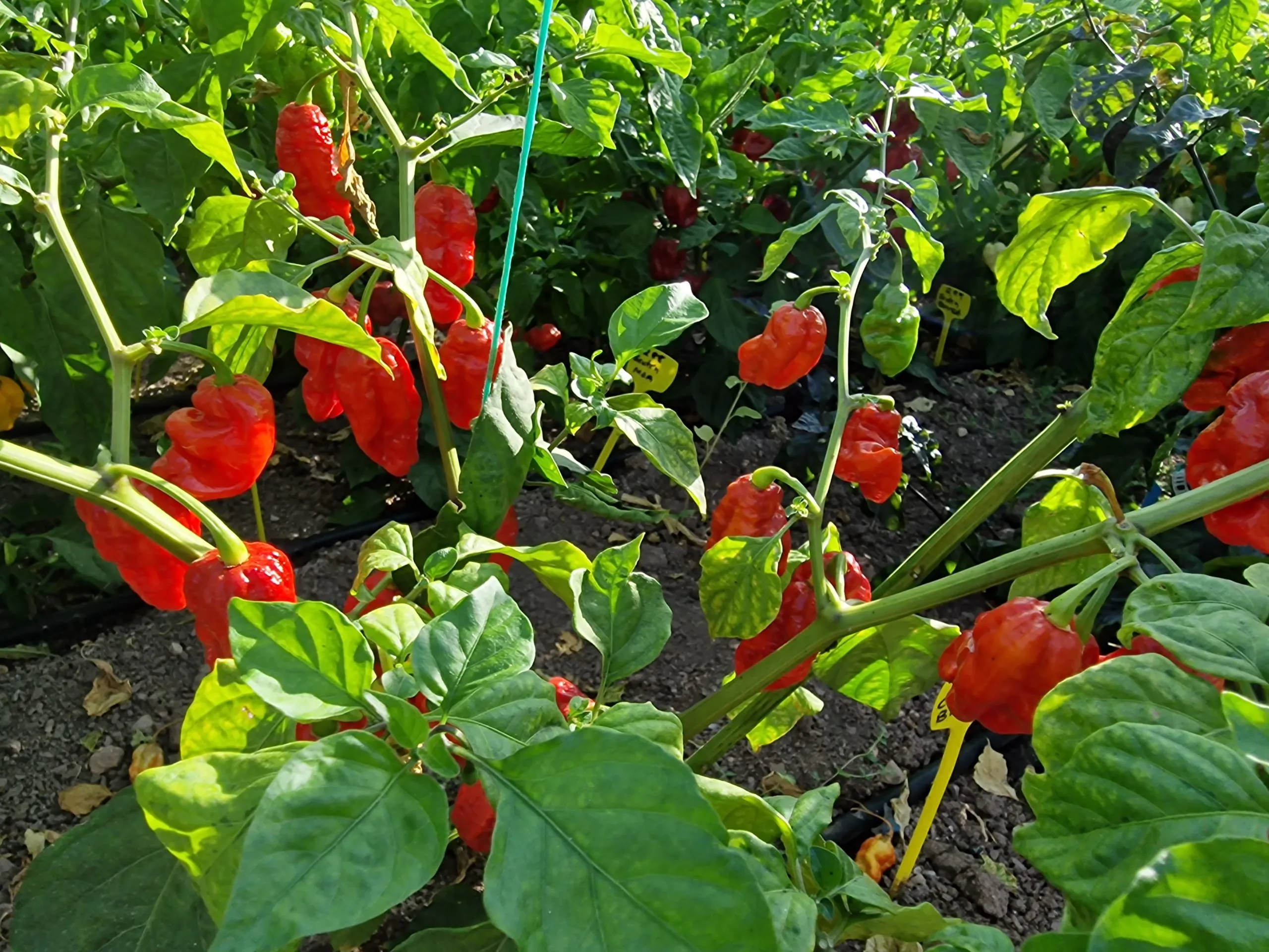 Carbon Bhut x 7 Pot Red Chilli Seeds - Image 9