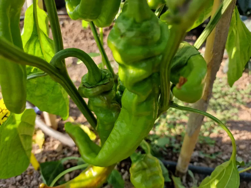 HJ1 Corona Space Chilli Seeds - Image 2