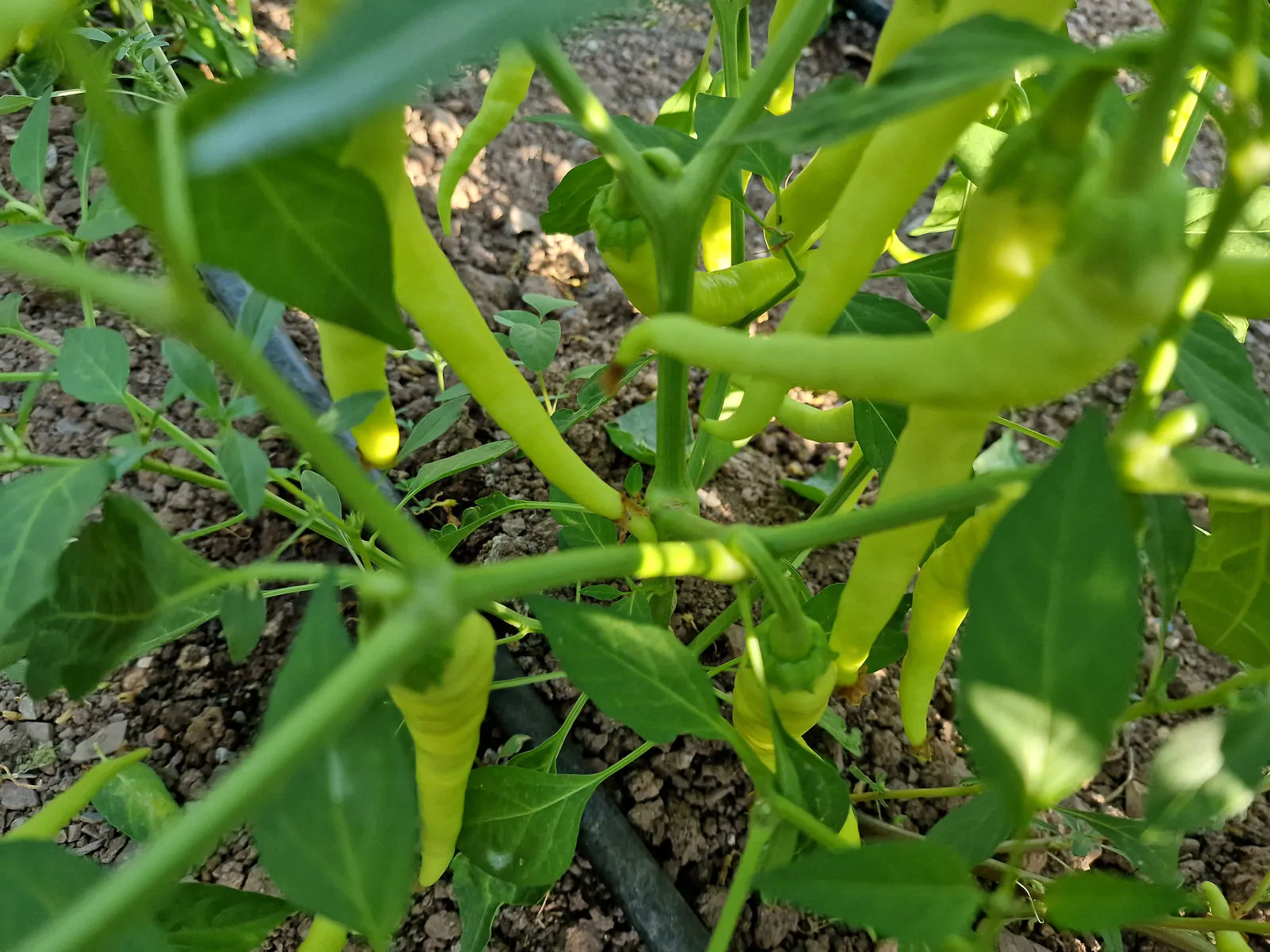 HJ3 Solar Flare Space Chilli Seeds - Image 9