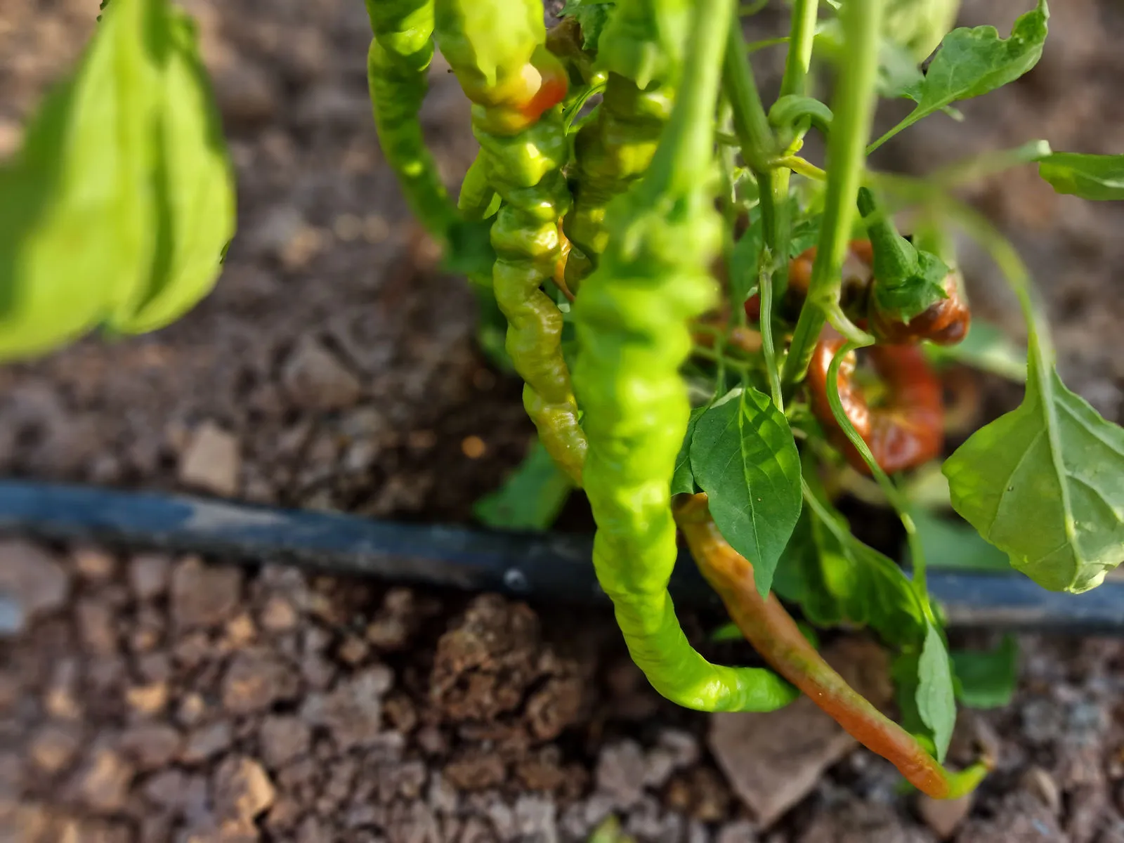 HJ4 Comets Tail Space Chilli Seeds - Image 6