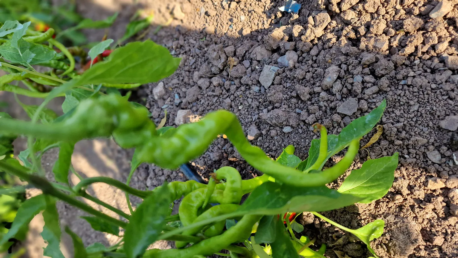 HJ4 Comets Tail Space Chilli Seeds - Image 8