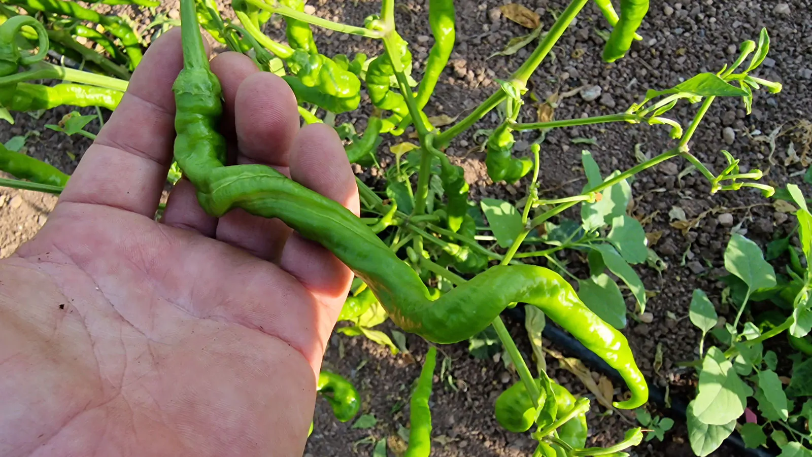 HJ7 Super Nova Space Chilli Seeds - Image 7