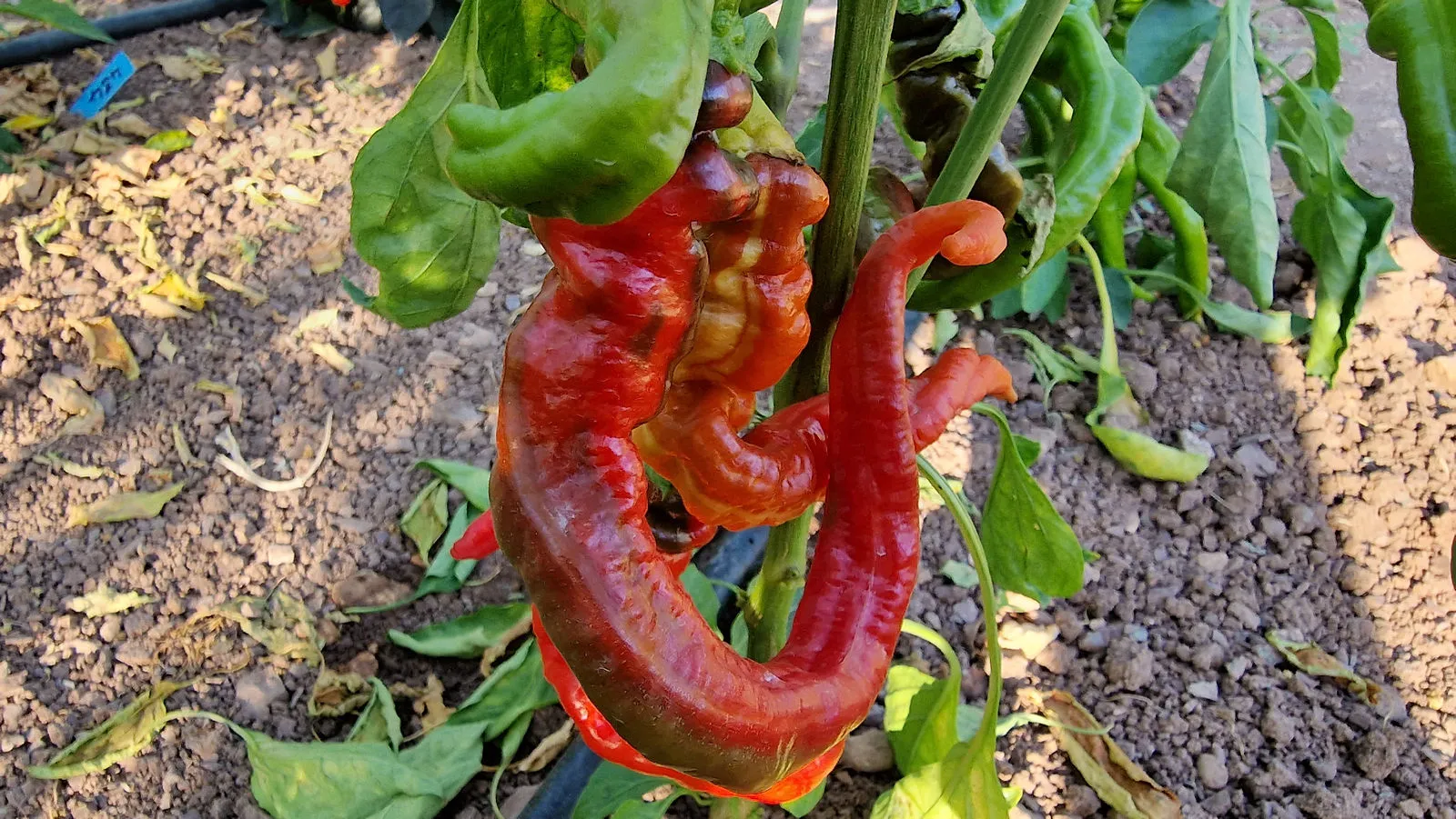 HJ8 Total Eclipse Space Chilli Seeds - Image 6