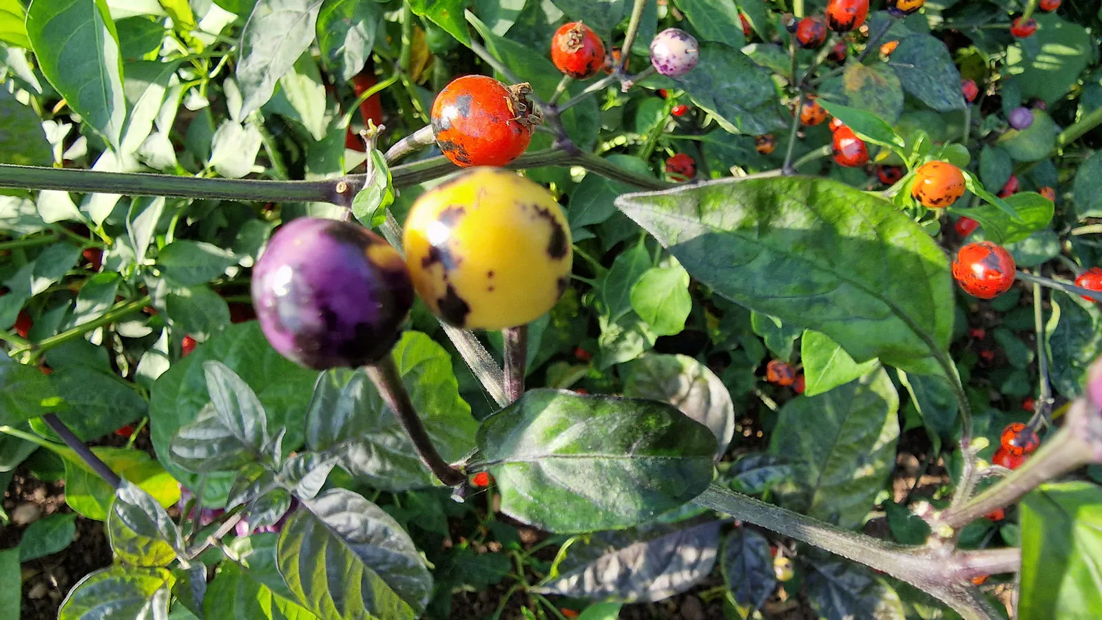 Faddas AC 101 B Chilli Seeds - Image 9