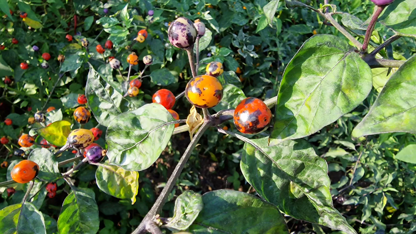 Faddas AC 101 B Chilli Seeds - Image 10