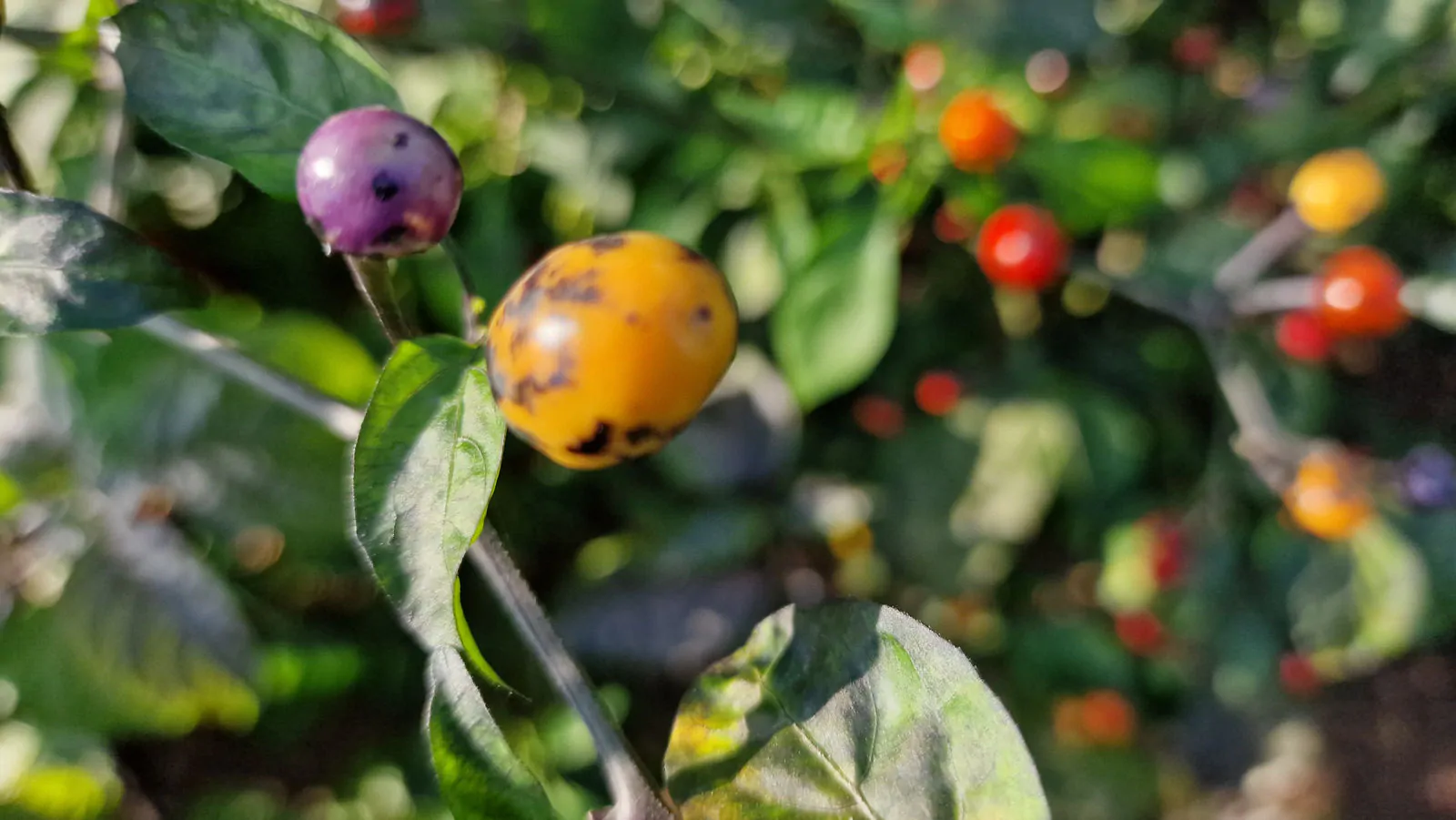Faddas AC 101 B Chilli Seeds - Image 12