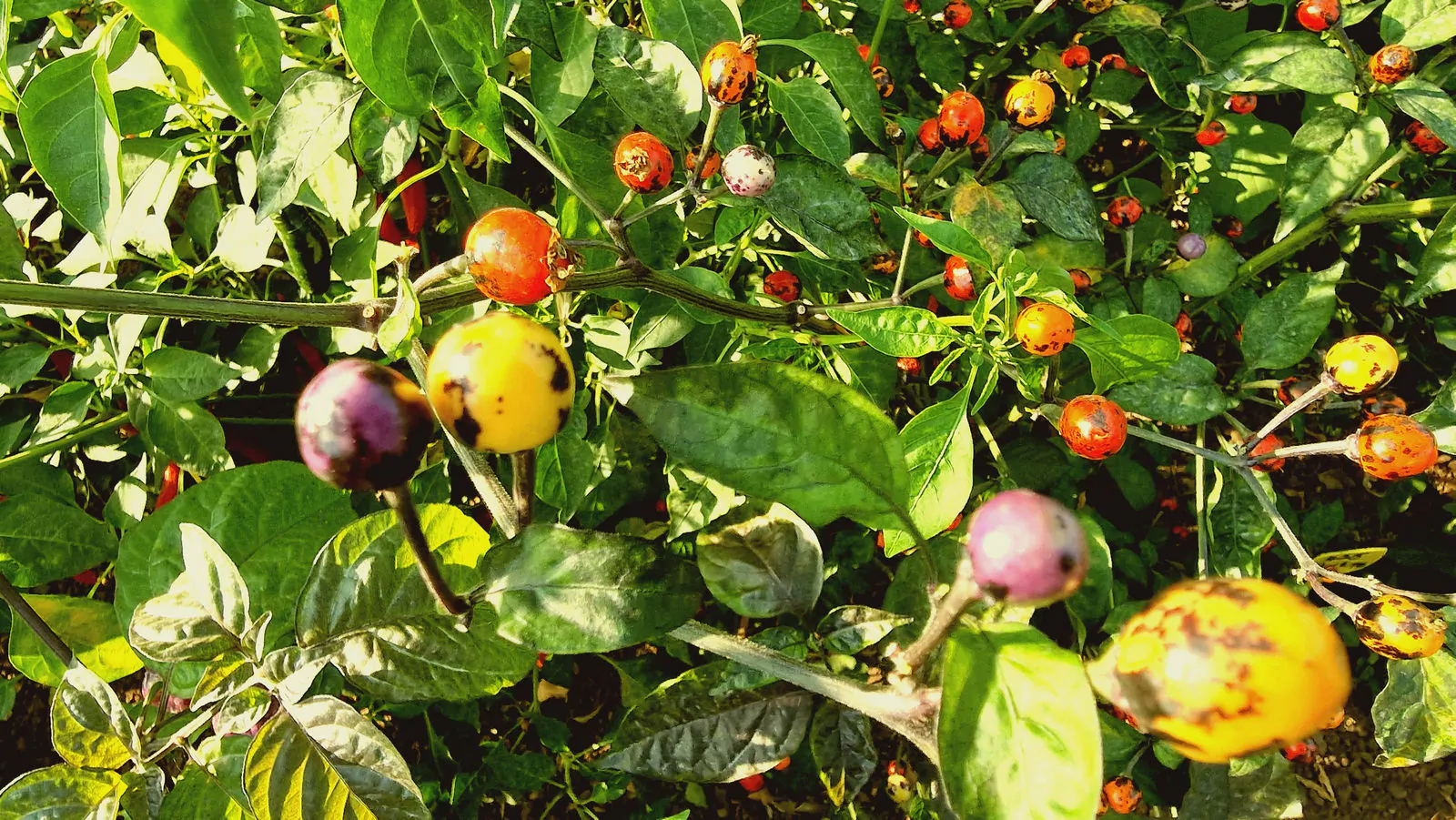 Faddas AC 101 B Chilli Seeds - Image 13