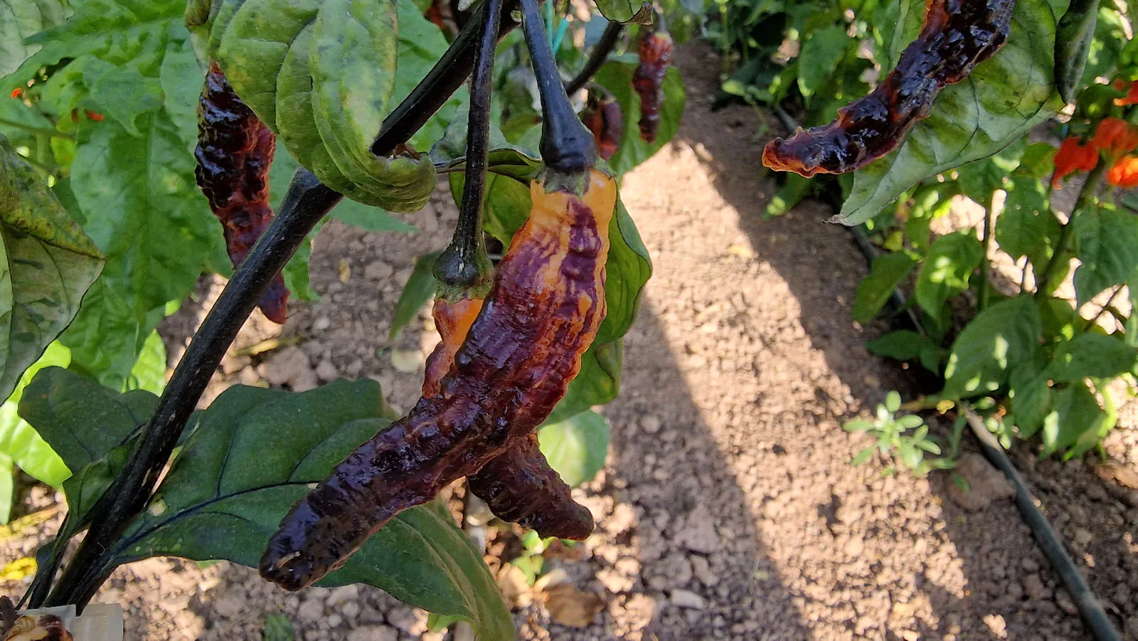 Hallows Eve Chilli Seeds - Image 5