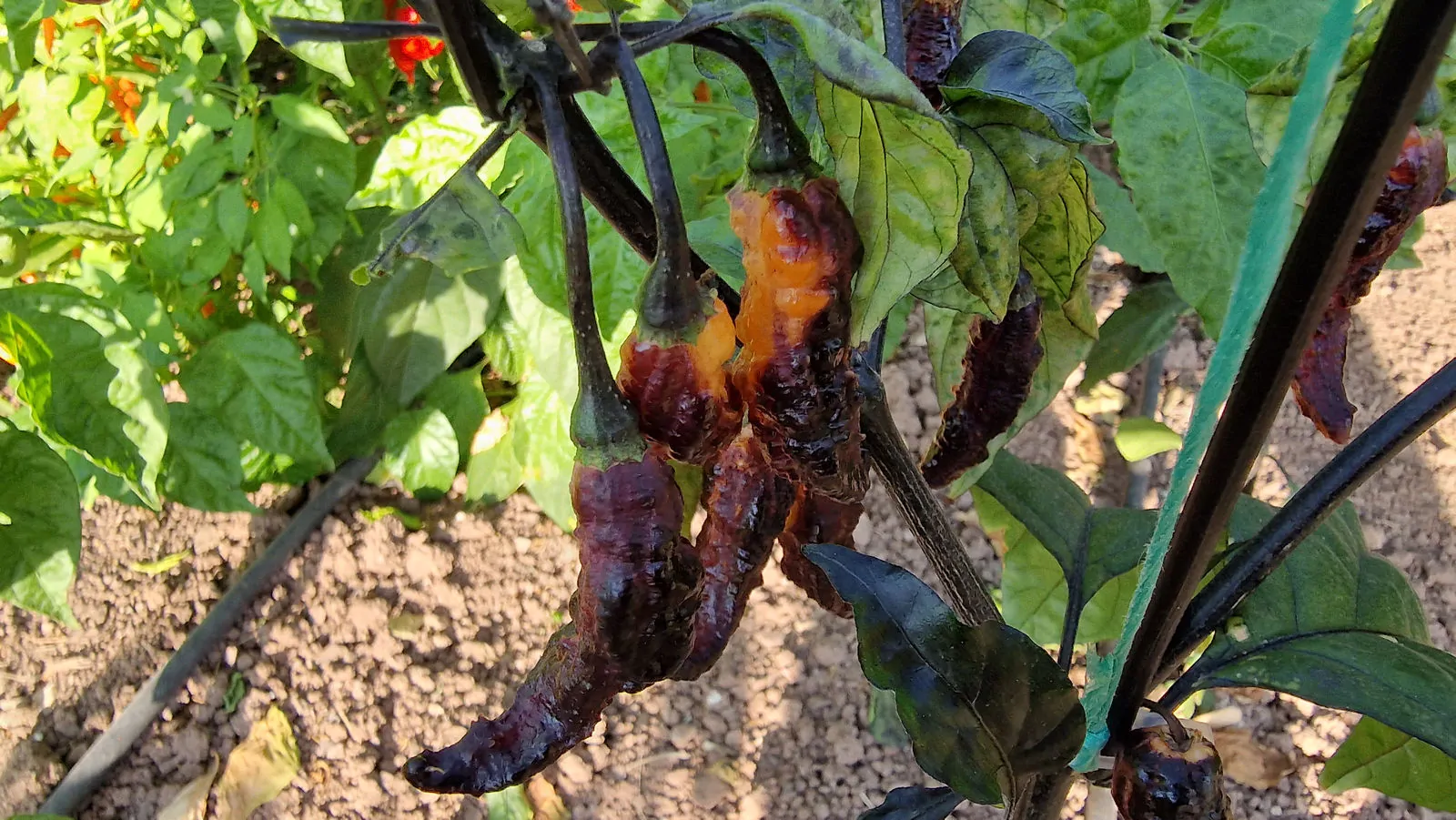 Hallows Eve Chilli Seeds - Image 6
