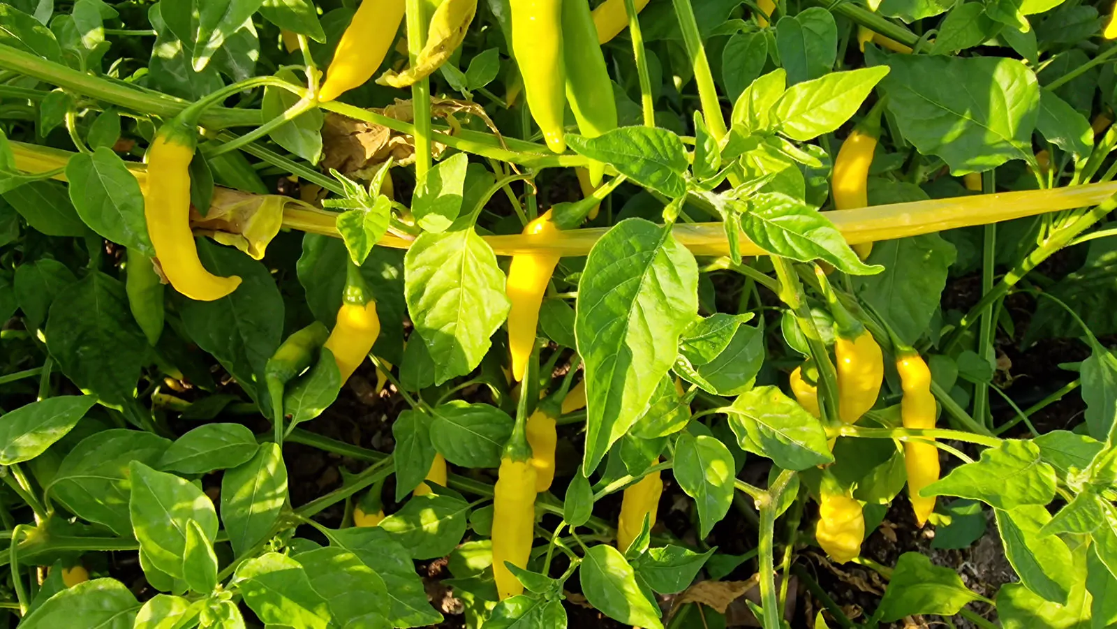 Aji Pineapple Chilli Seeds - Image 3