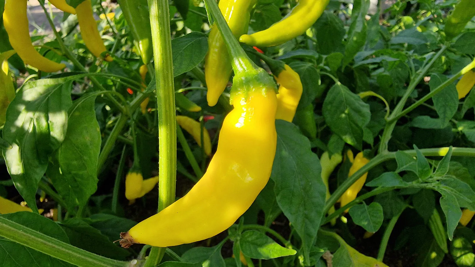 Aji Pineapple Chilli Seeds - Image 4