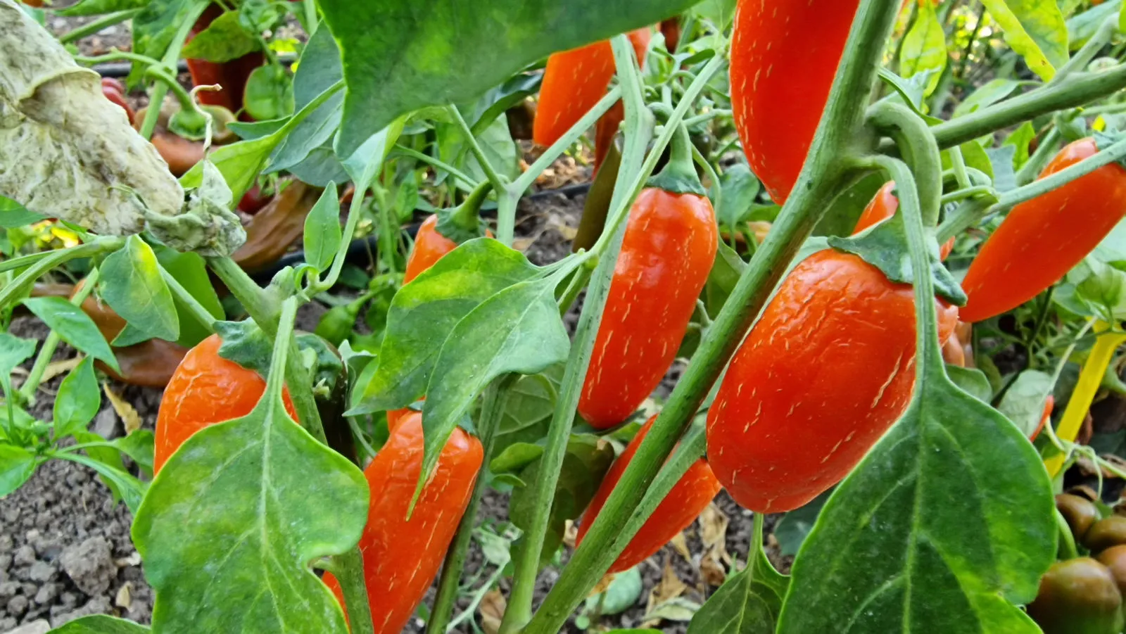 Numex Orange Spice Chilli Seeds - Image 3