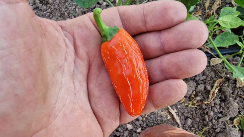 Numex Orange Spice Chilli Seeds - Image 2