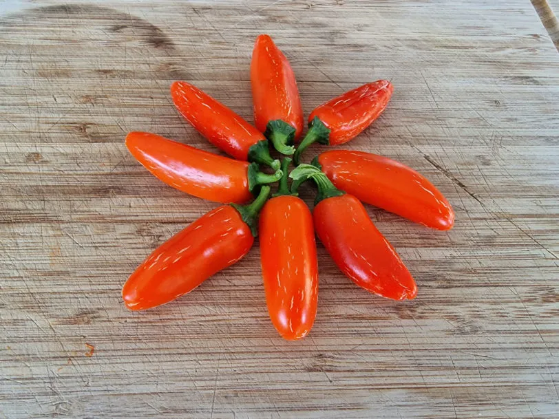 Numex Orange Spice Chilli Seeds - Image 4