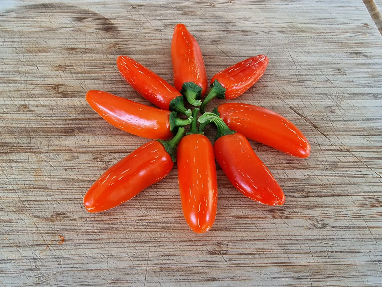 Numex Orange Spice Chilli Seeds - Image 4