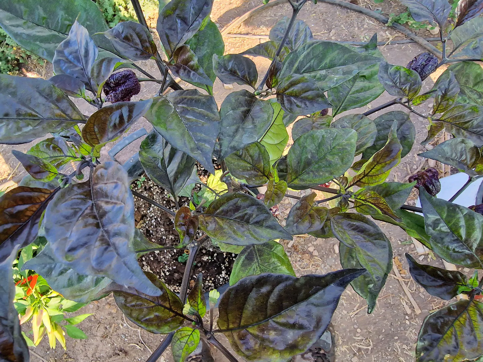 Moruga Blackjack Chilli Seeds - Image 4