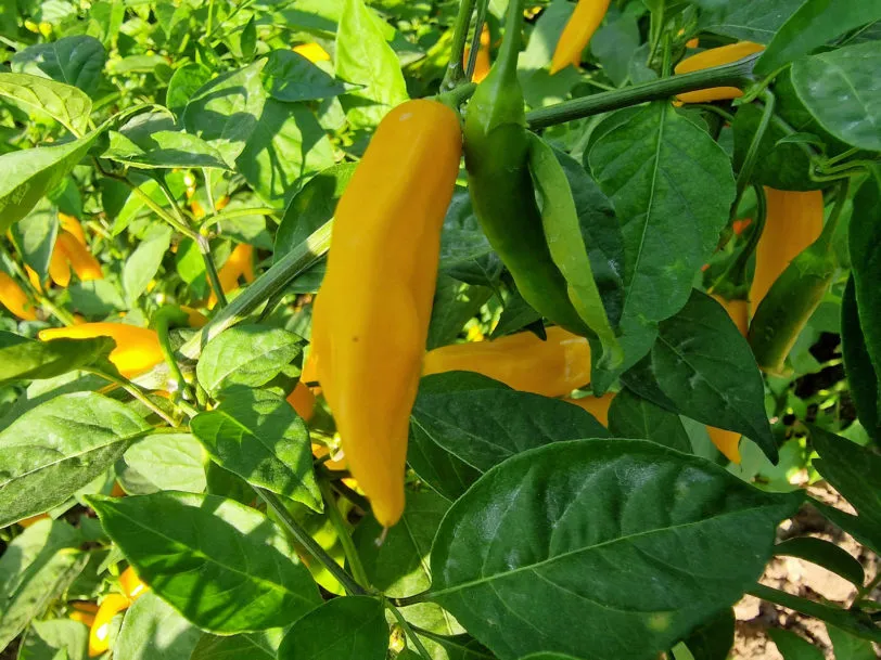 AJI Cito Chilli Seeds - Image 2