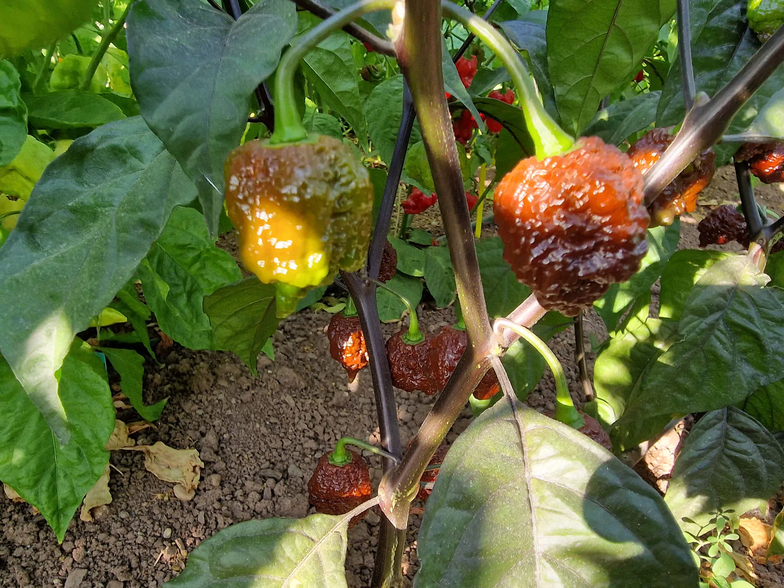 Testanera Chocolate Chilli Seeds - Image 4