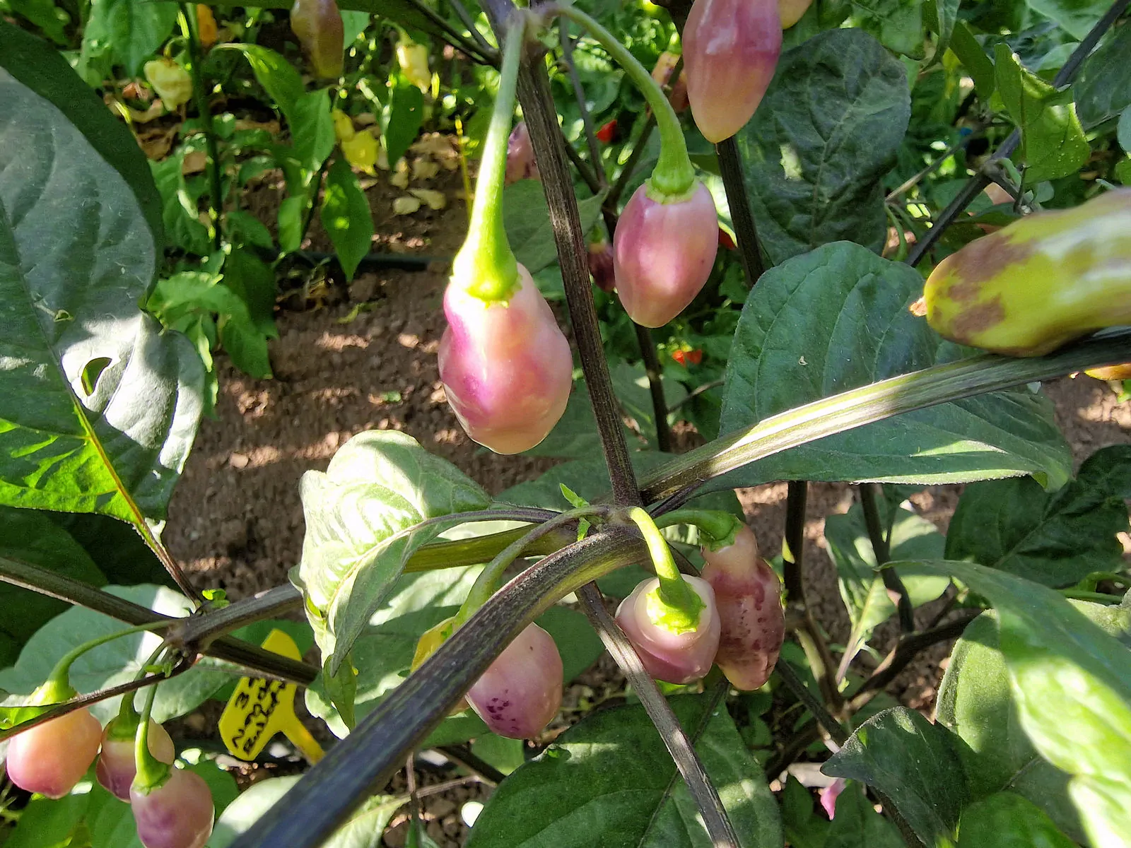 Neyde White Bullet Chilli Seeds - Image 8