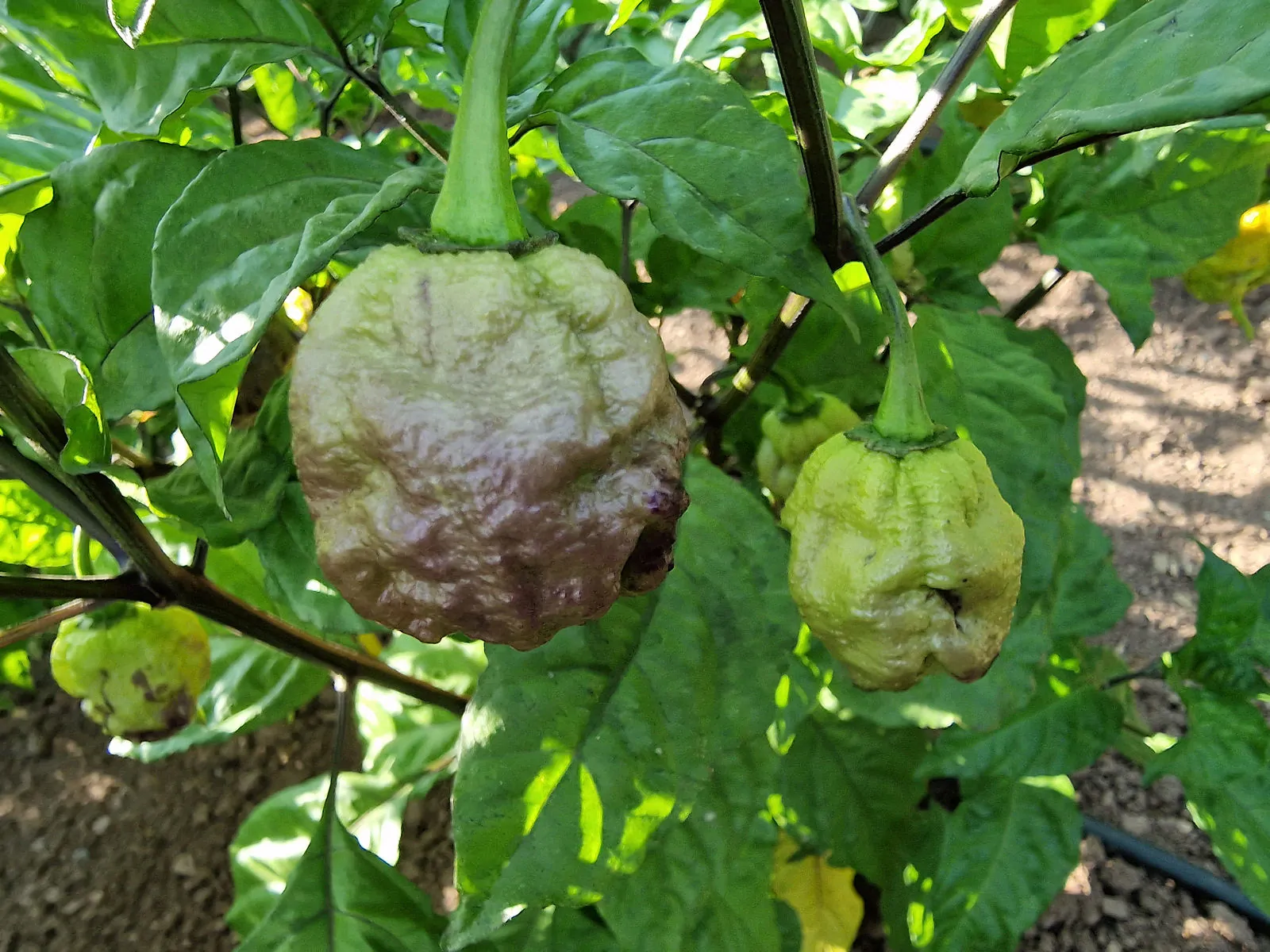 Purple Death Chilli Seeds - Image 7