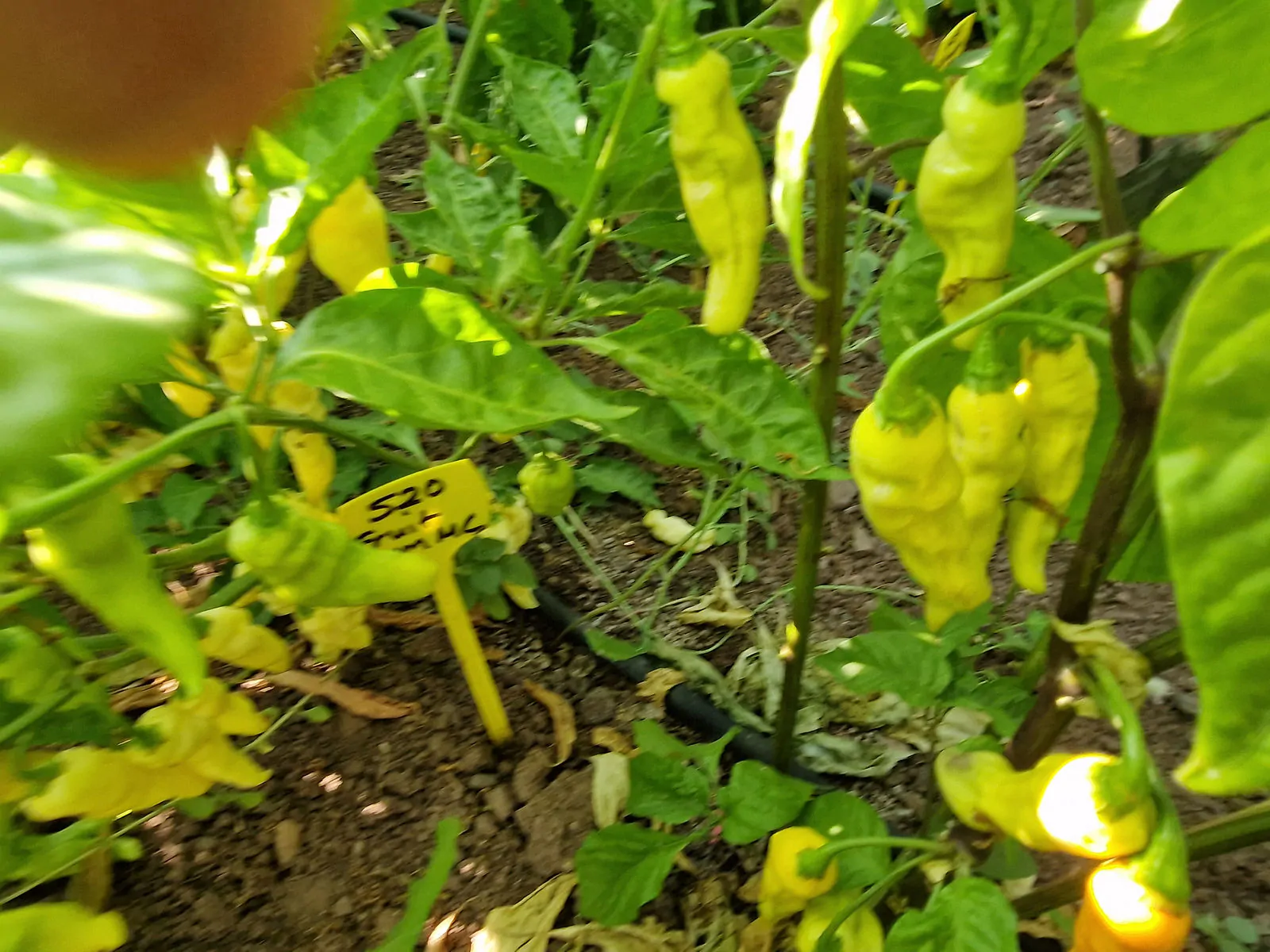 FruitGum Red Multicoloured Chilli Seeds - Image 10