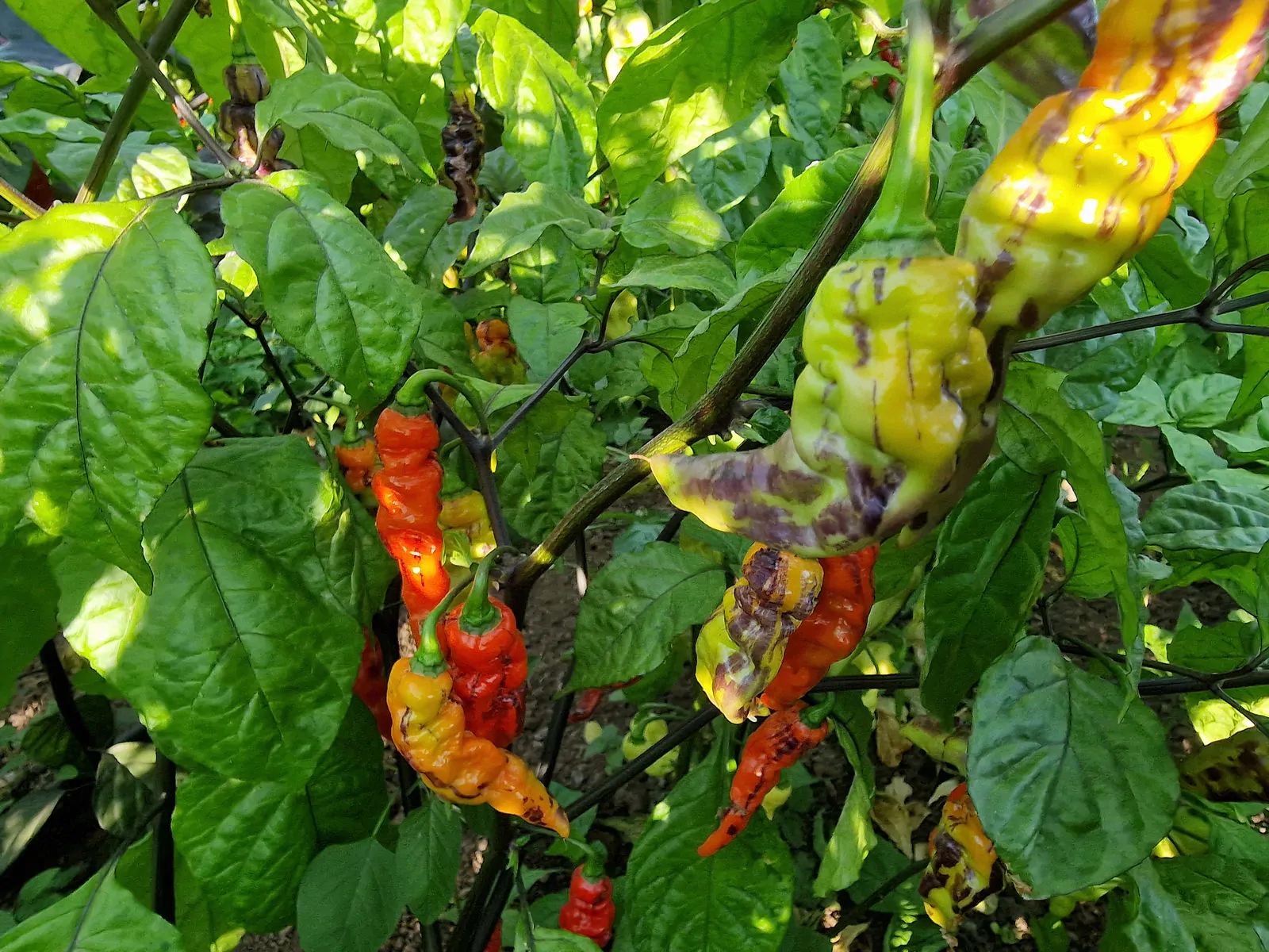 FruitGum Red Multicoloured Chilli Seeds - Image 5
