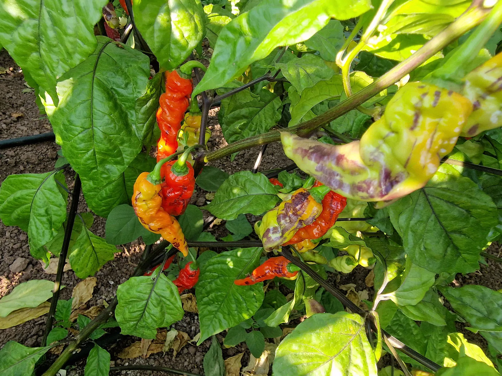 FruitGum Red Multicoloured Chilli Seeds - Image 8