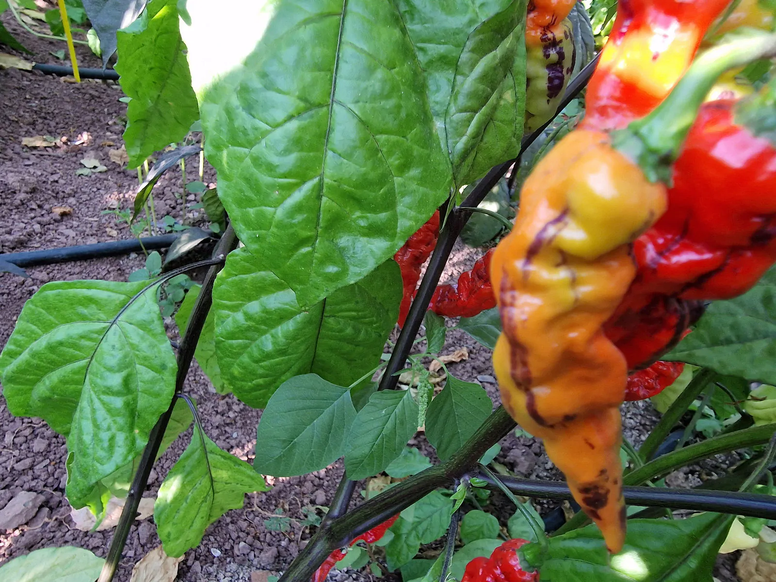 FruitGum Red Multicoloured Chilli Seeds - Image 3