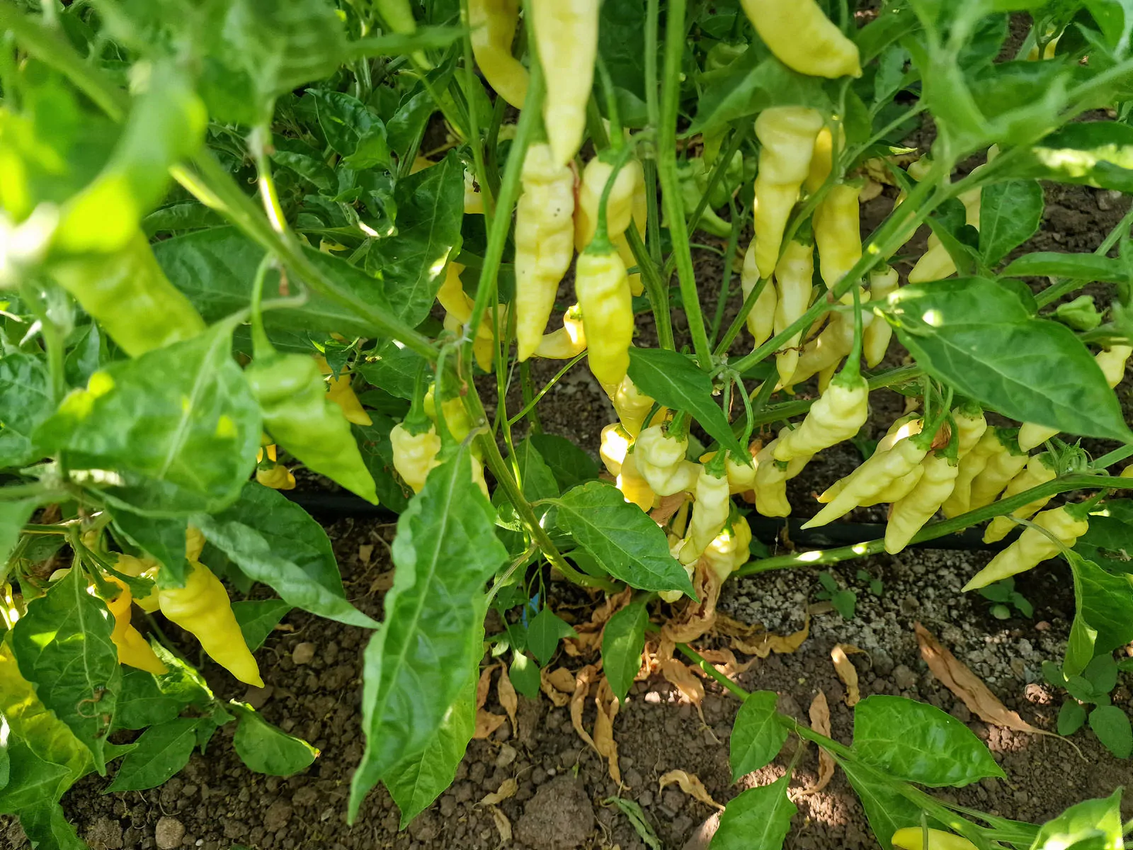 Devils Tongue White Chilli Seeds - Image 4