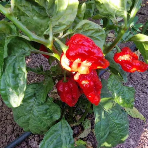 HurtBerry Chilli Seeds