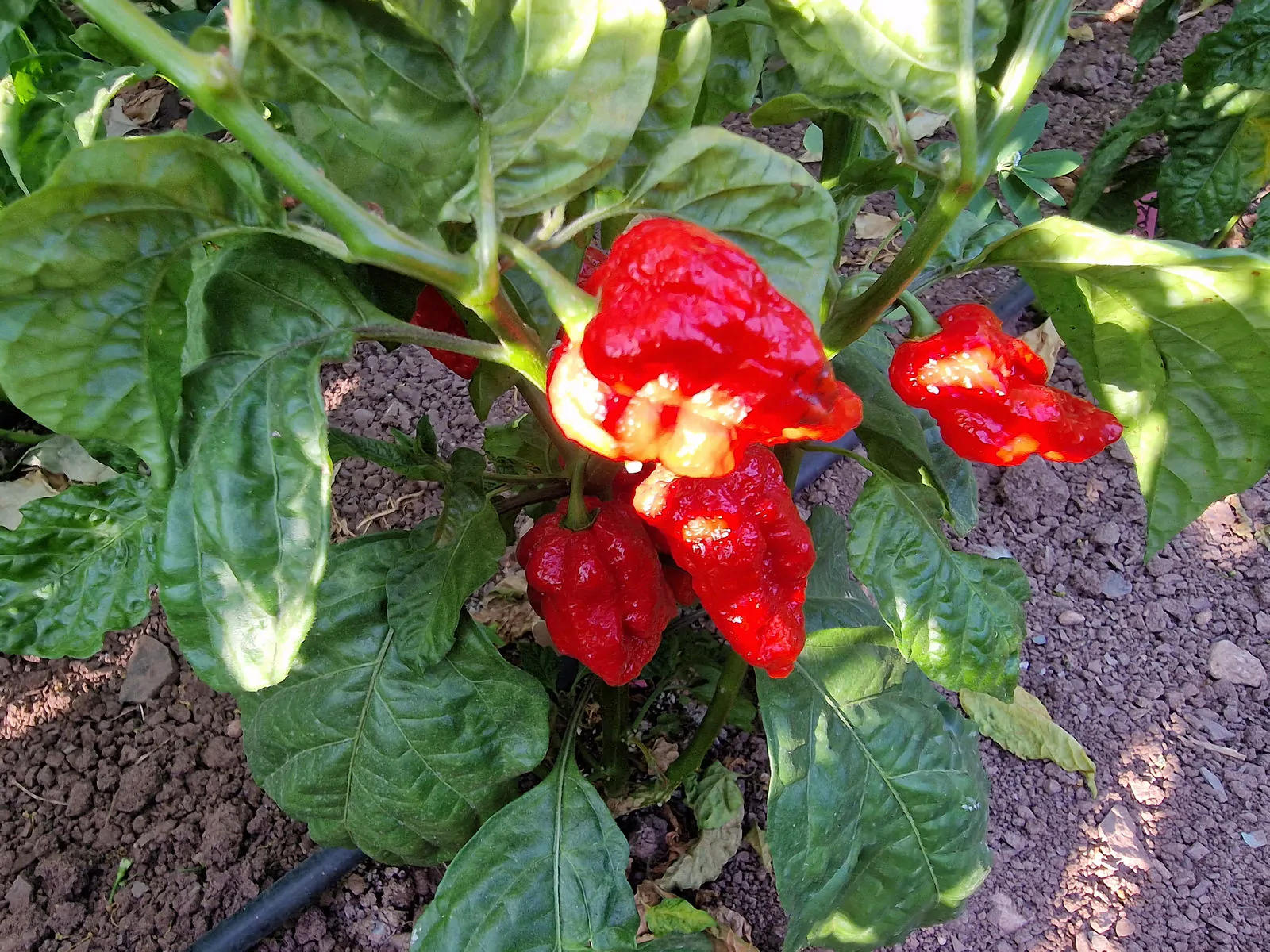 HurtBerry Chilli Seeds