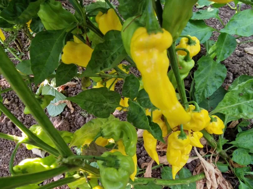 7 Pot Lobotomy Yellow Chilli Seeds - Image 4