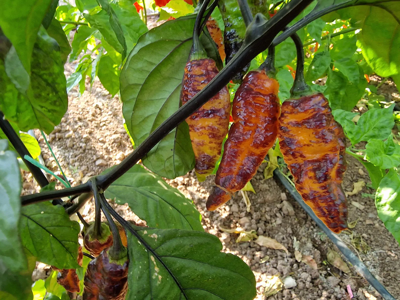 Hallows Eve Chilli Seeds - Image 3