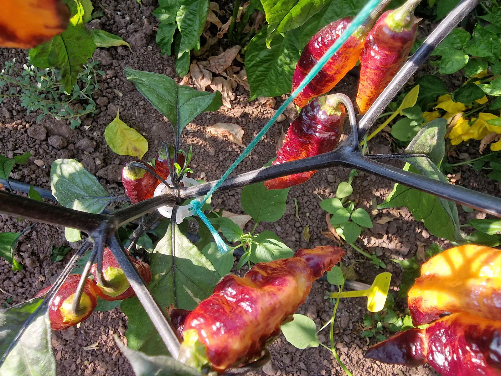 Hallows Eve Chilli Seeds - Image 4