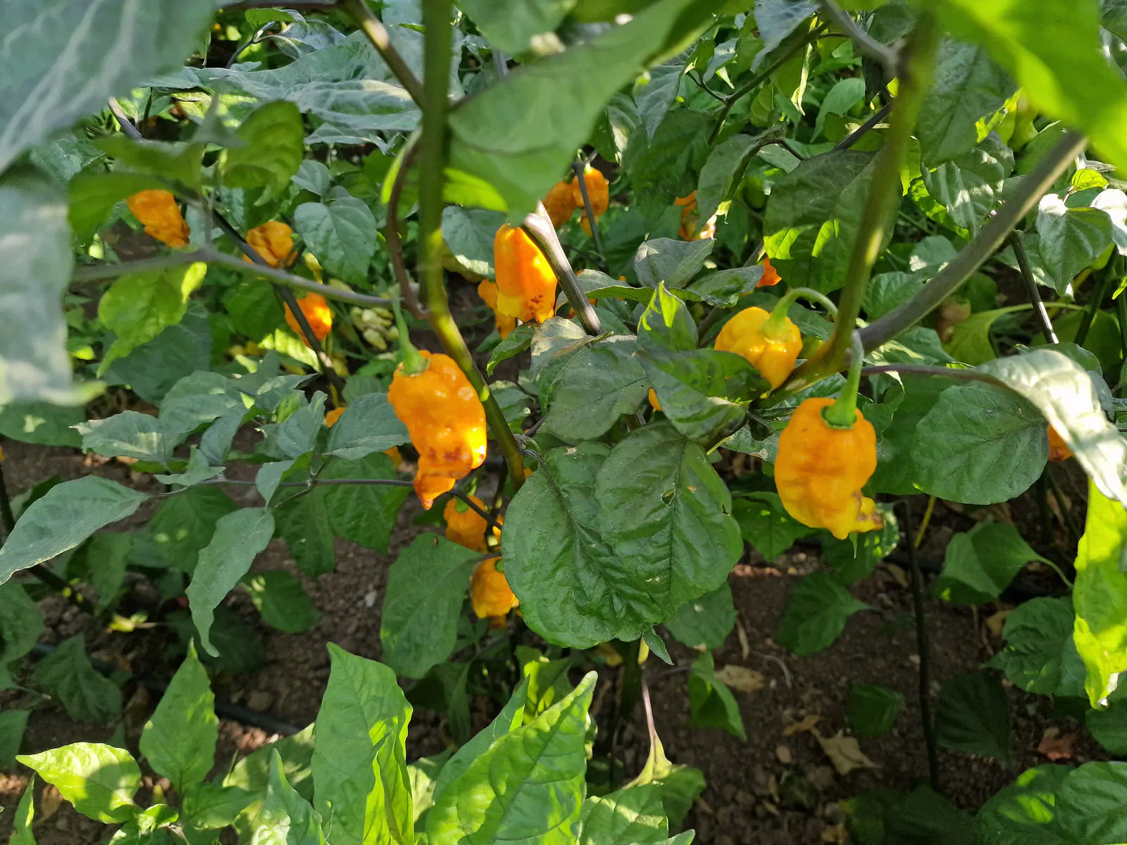 Komodo Dragon Orange Chilli Seeds - Image 3