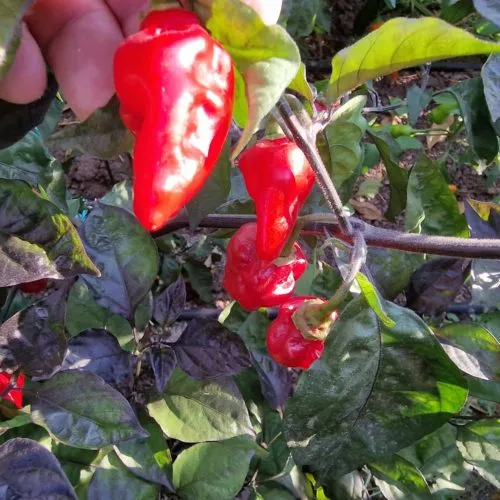 BBG7 MAMP XXL Red Pheno Chilli Seeds