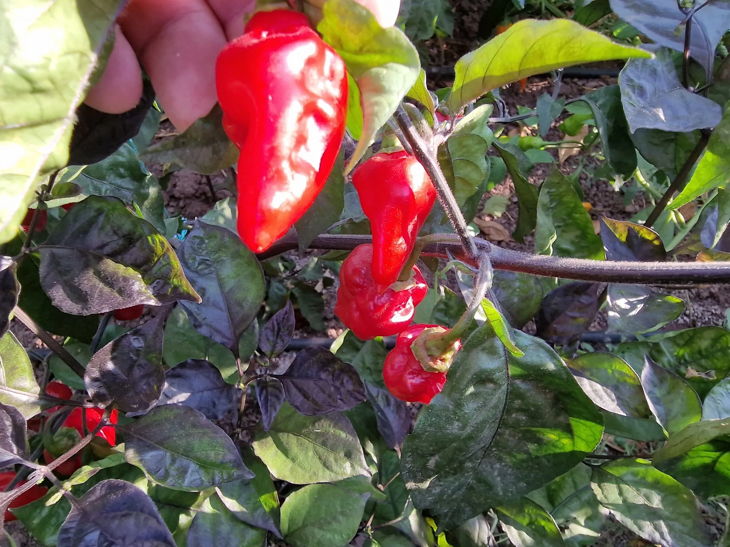 BBG7 MAMP XXL Red Pheno Chilli Seeds