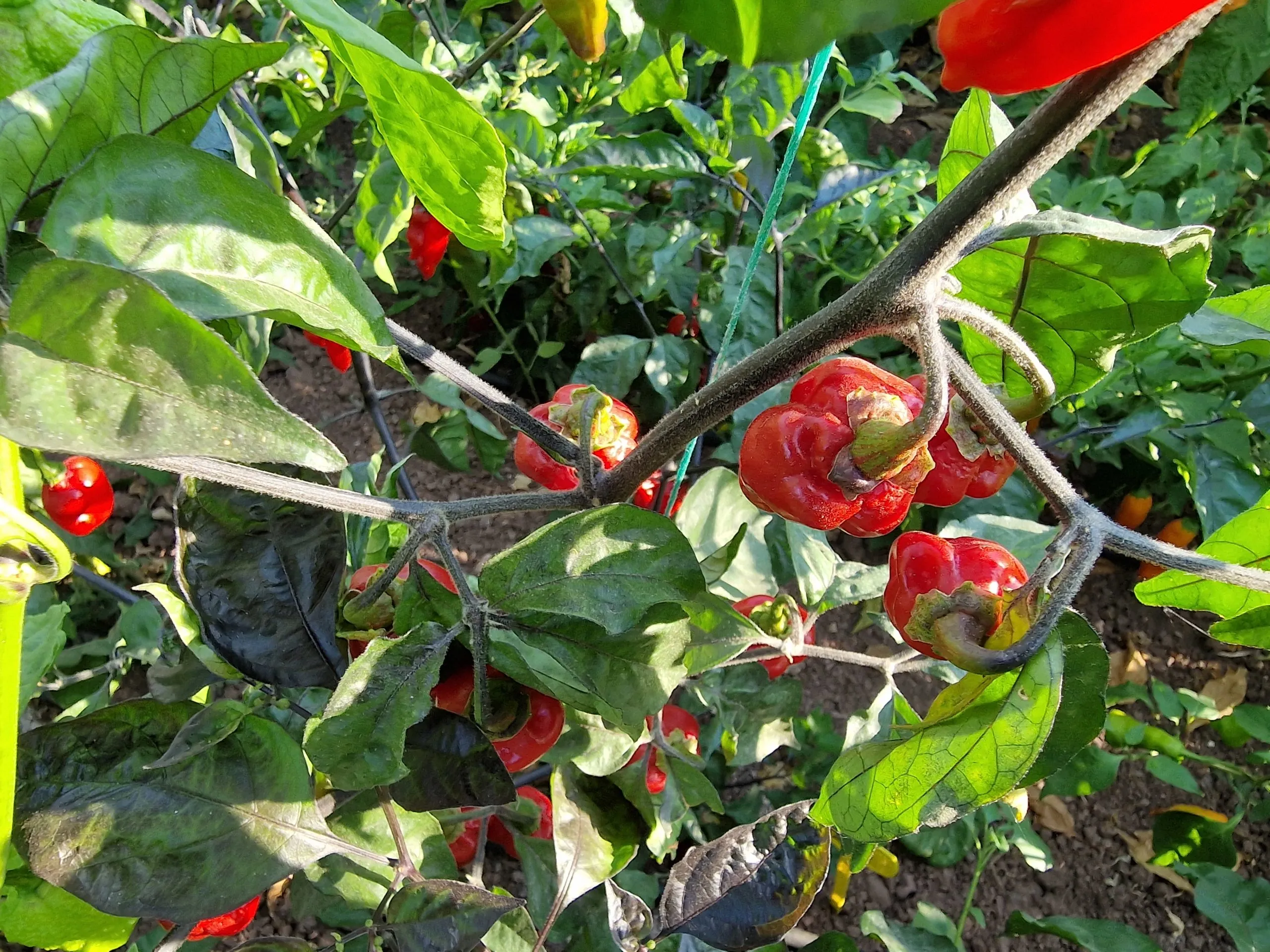 BBG7 MAMP XXL Red Pheno Chilli Seeds - Image 4