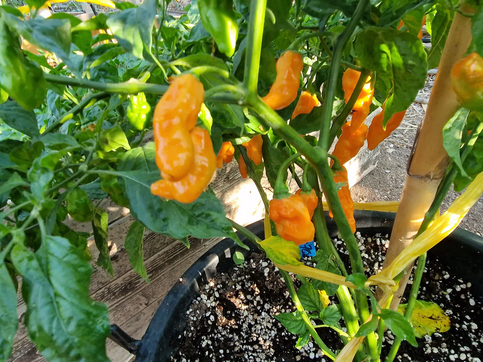 Komodo Dragon Orange Chilli Seeds - Image 4