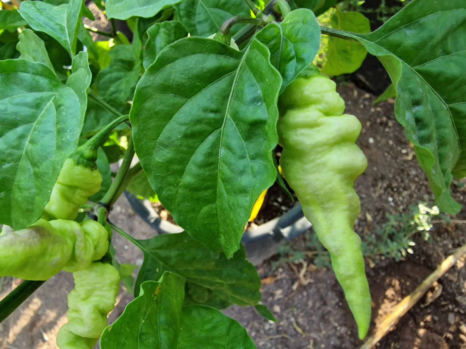 Faddas White Chilli Seeds - Image 8