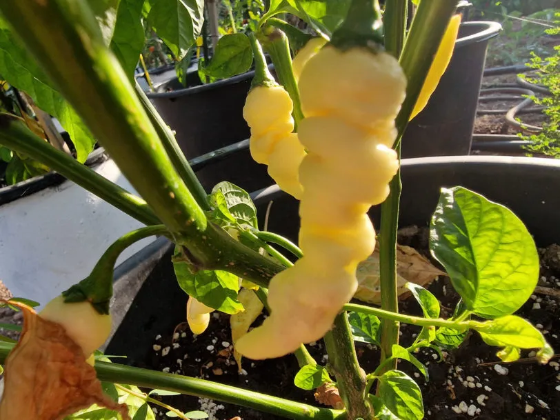 Faddas White Chilli Seeds - Image 9