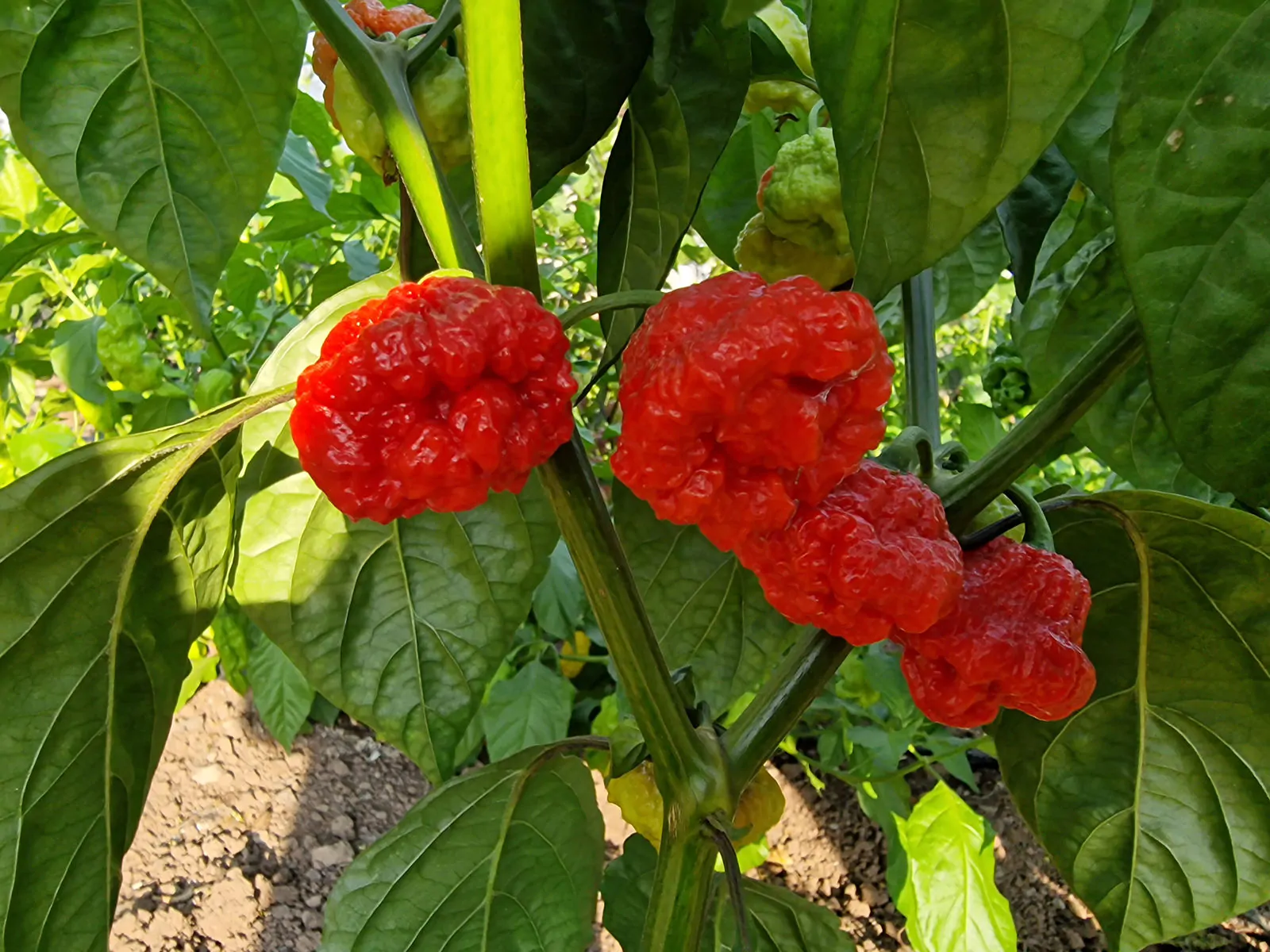 Wartryx Chilli Seeds - Image 3