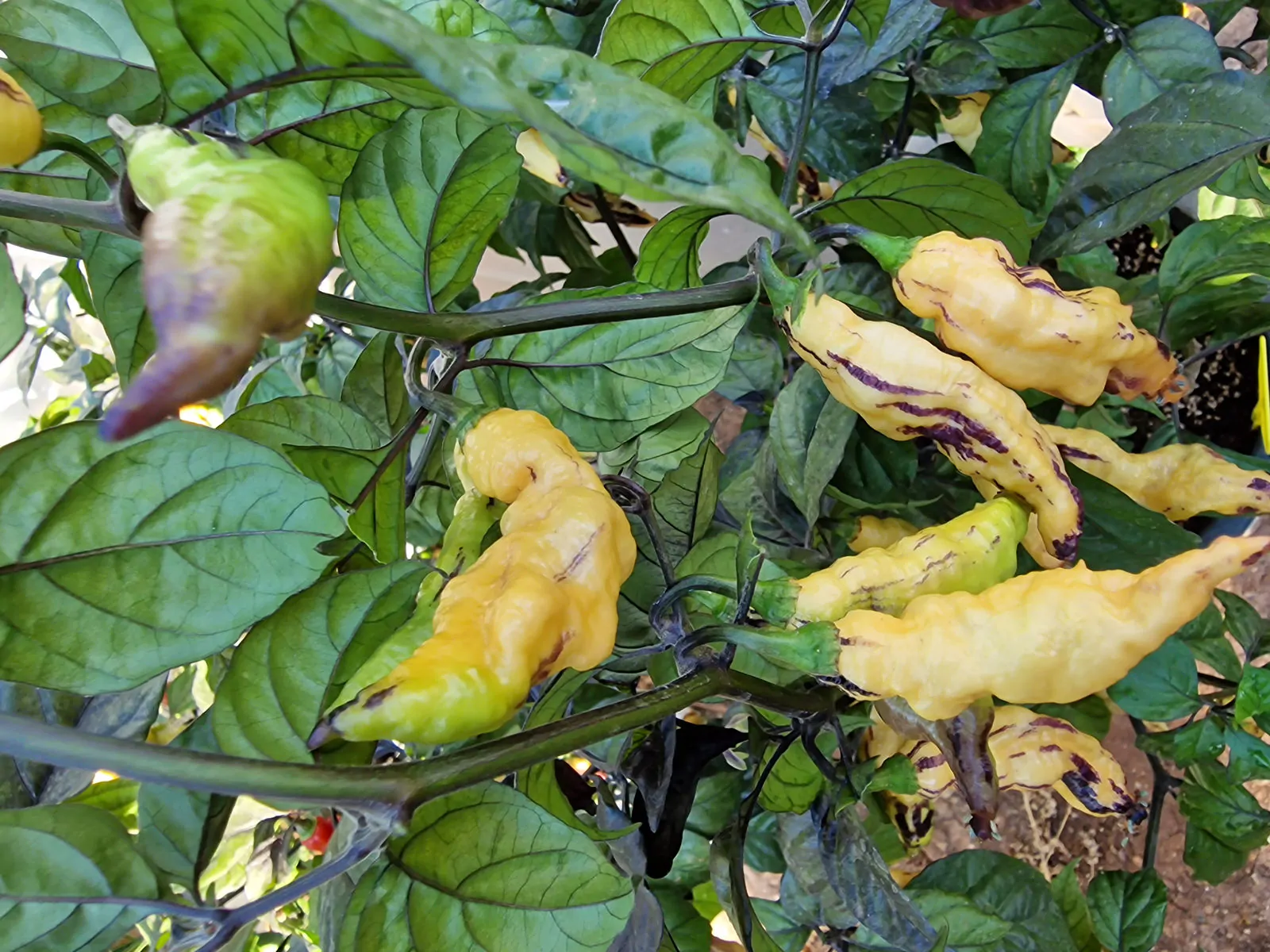 Pink Tiger Chilli Seeds - Image 2