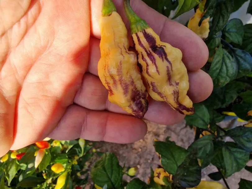 Pink Tiger Chilli Seeds - Image 3