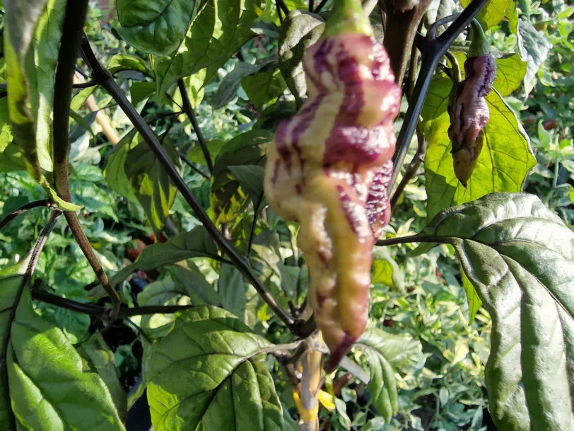 The Purple Dream Chilli Seeds - Image 5